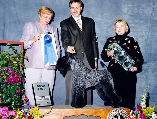 4 TERRIER - CH Torum's Scarf Michael - Kerry Blue Terrier.jpg - TERRIER - CH Torum's Scarf Michael - Kerry Blue Terrier